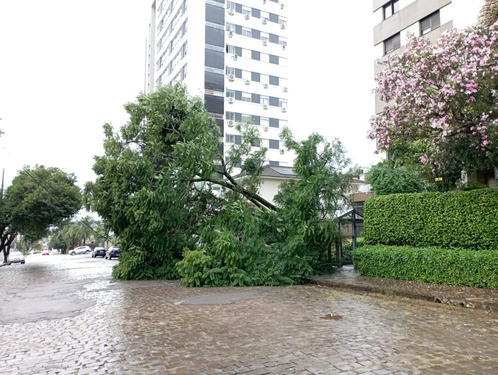 Árvore cai durante a madrugada em Passo Fundo