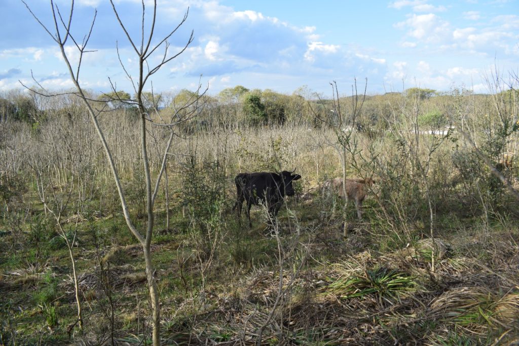 3° Batalhão Ambiental flagra bovinos em situação de maus tratos em Jacutinga
