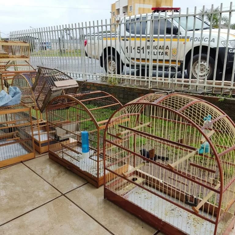 Brigada Militar encontra animais silvestres no centro de Lagoa Vermelha