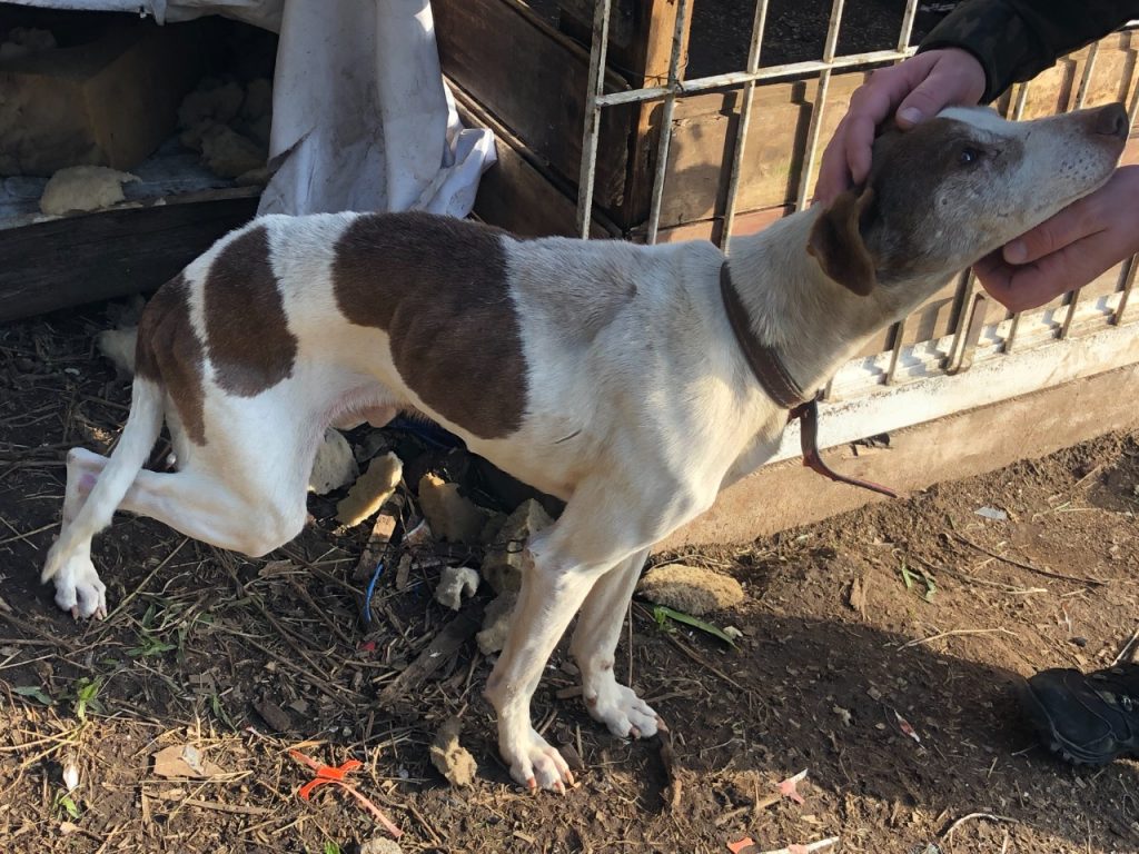 3°Batalhão Ambiental prende mulher por maus tratos em Canela