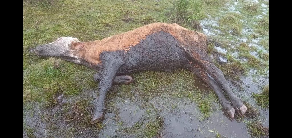 3° Batalhão Ambiental localiza bovinos em situação de maus tratos em Capão Bonito do Sul