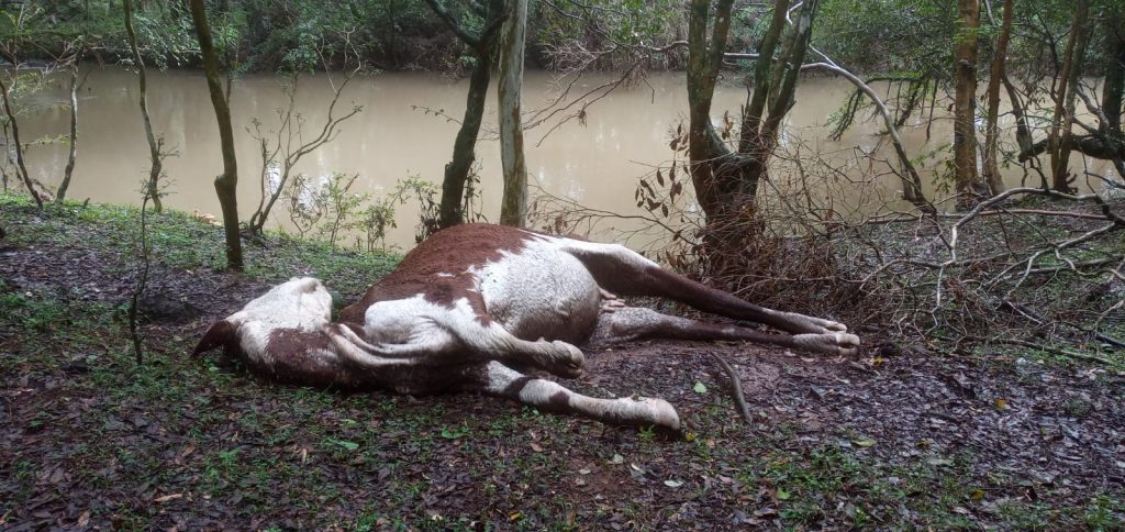 3° Batalhão Ambiental localiza bovinos em situação de maus tratos em Capão Bonito do Sul