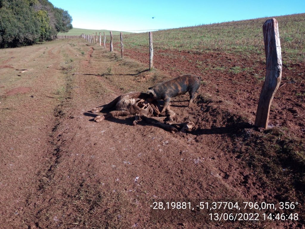 3° Batalhão Ambiental localiza bovinos em situação de maus tratos em Capão Bonito do Sul