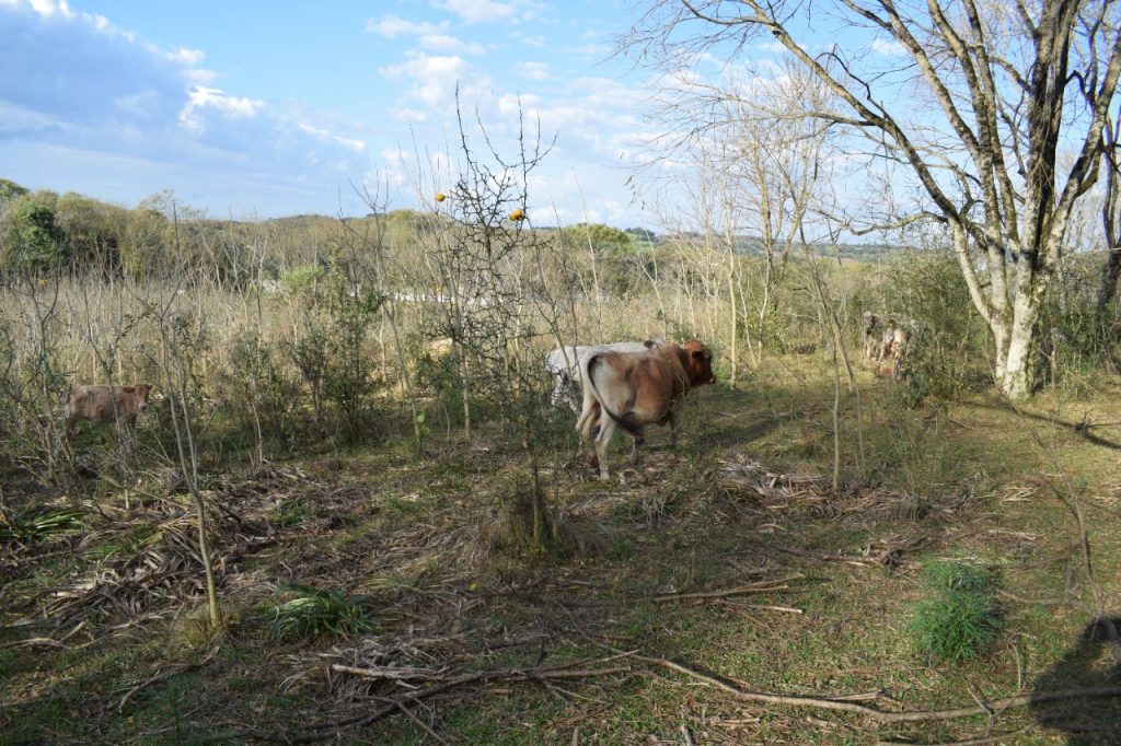 3° Batalhão Ambiental flagra bovinos em situação de maus tratos em Jacutinga