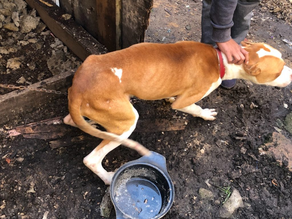 3°Batalhão Ambiental prende mulher por maus tratos em Canela