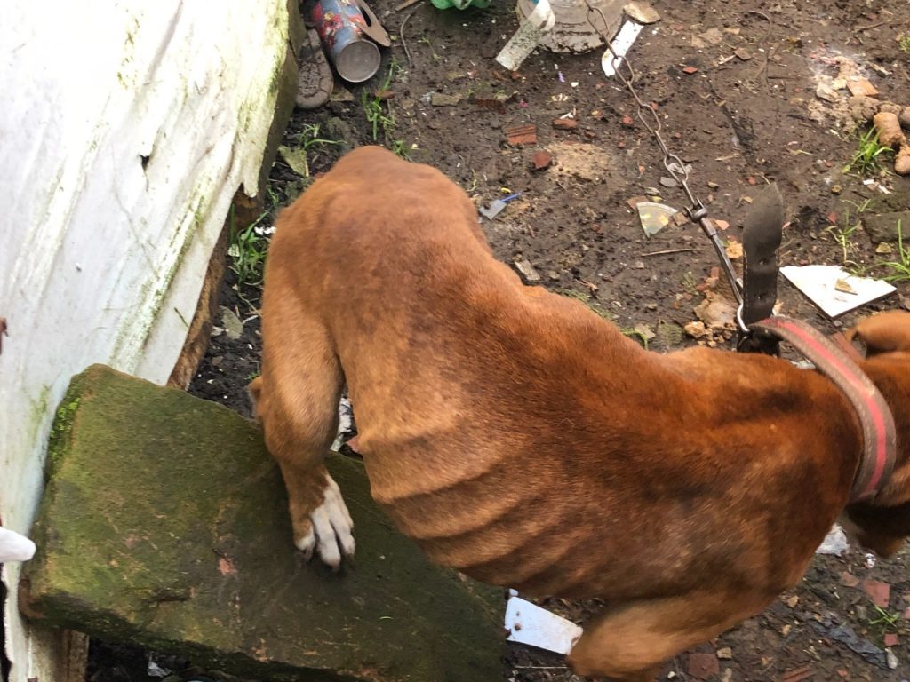 3°Batalhão Ambiental prende mulher por maus tratos em Canela
