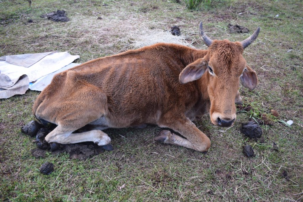 3° Batalhão Ambiental flagra bovinos em situação de maus tratos em Jacutinga