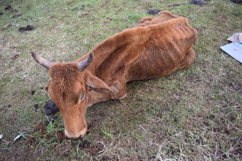 3° Batalhão Ambiental flagra bovinos em situação de maus tratos em Jacutinga