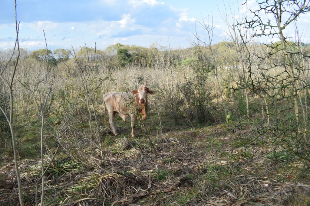 3° Batalhão Ambiental flagra bovinos em situação de maus tratos em Jacutinga