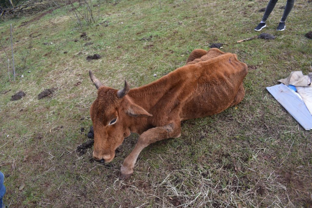 3° Batalhão Ambiental flagra bovinos em situação de maus tratos em Jacutinga