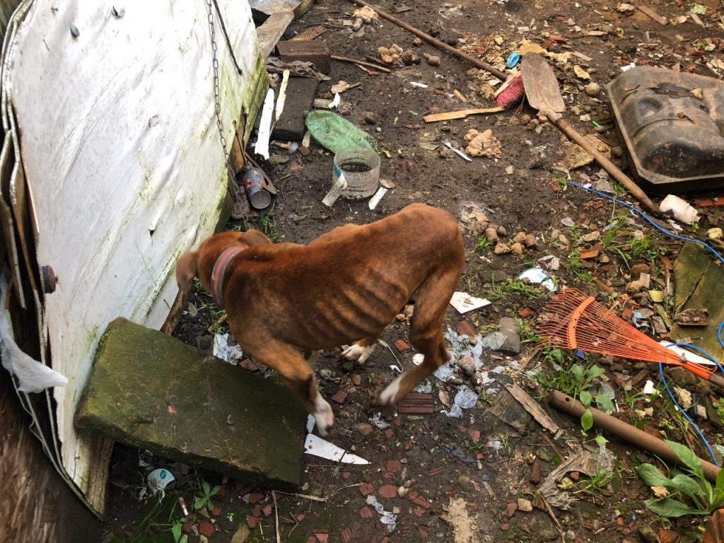 3°Batalhão Ambiental prende mulher por maus tratos em Canela
