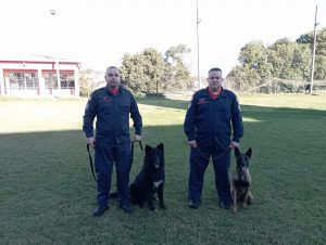 Rádio Uirapuru conhece o dia-a-dia dos cães farejadores dos bombeiros em Passo Fundo
