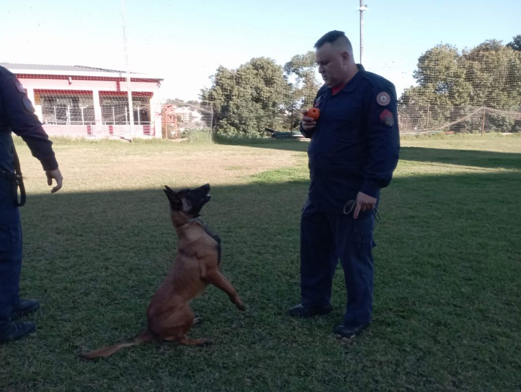 Rádio Uirapuru conhece o dia-a-dia dos cães farejadores dos bombeiros em Passo Fundo