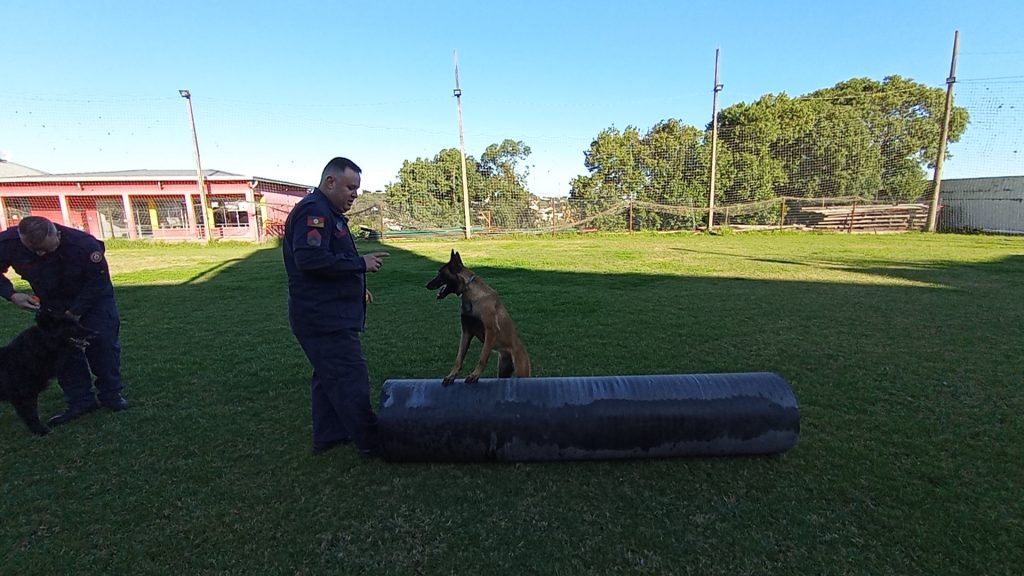 Rádio Uirapuru conhece o dia-a-dia dos cães farejadores dos bombeiros em Passo Fundo