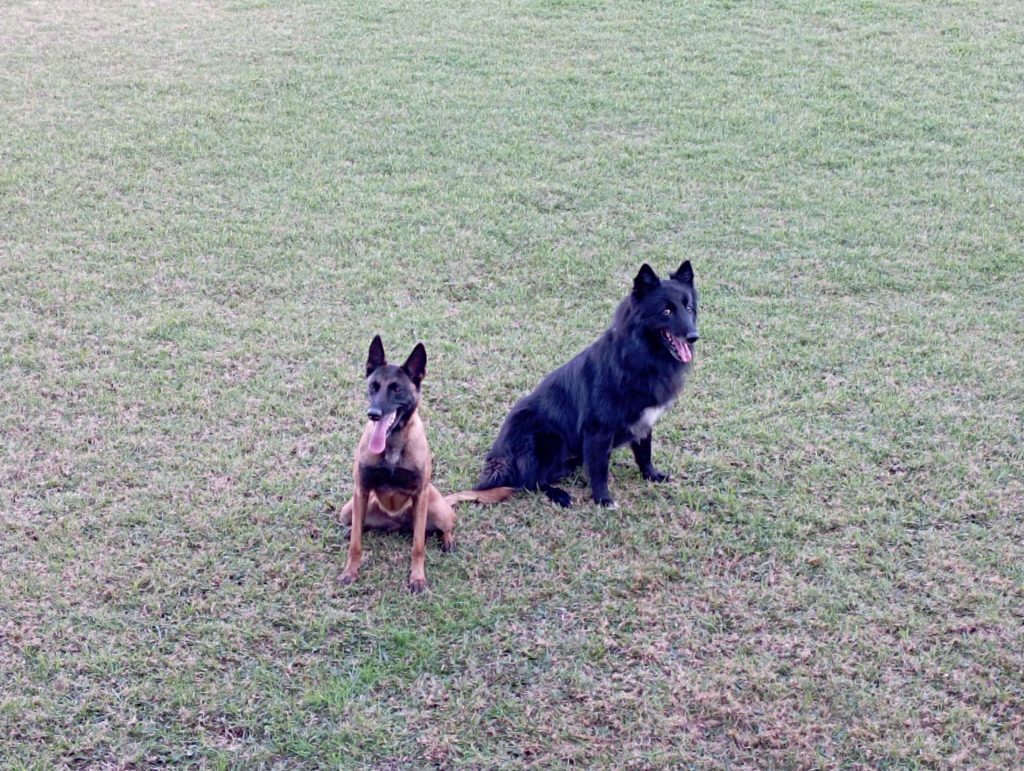 Rádio Uirapuru conhece o dia-a-dia dos cães farejadores dos bombeiros em Passo Fundo