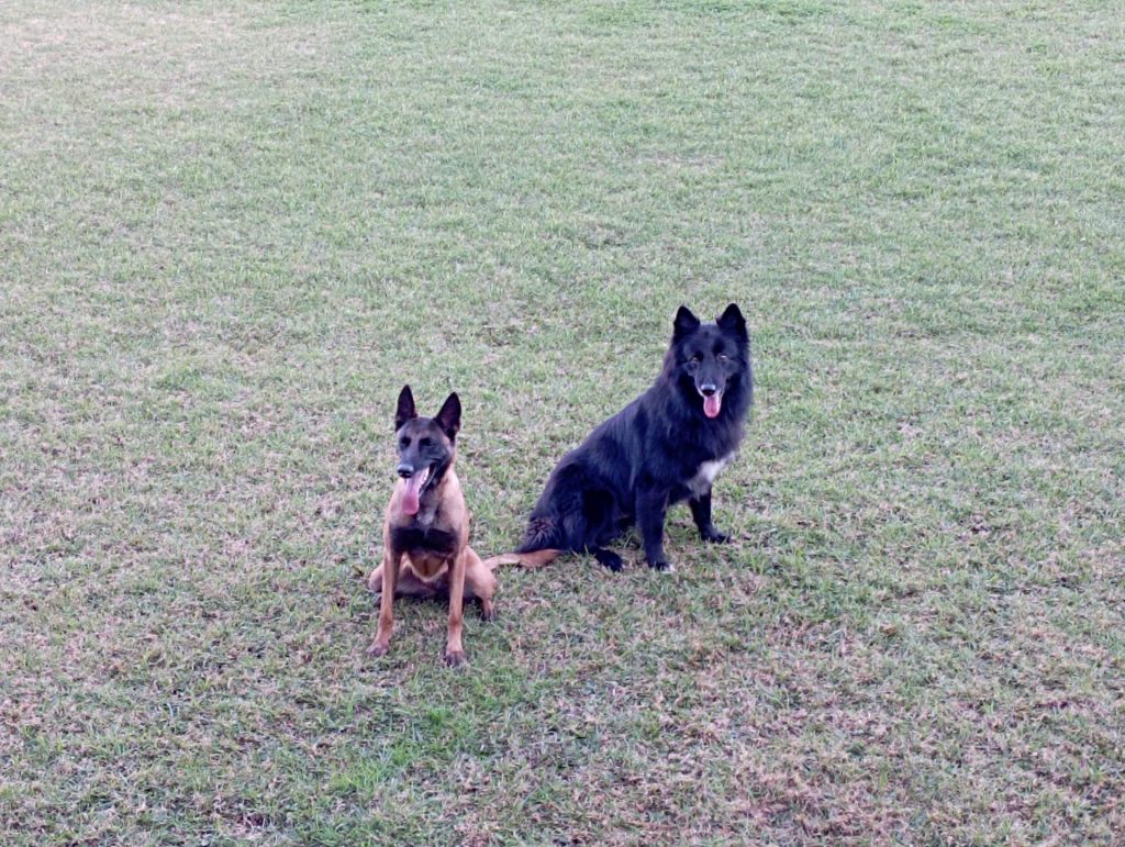 Rádio Uirapuru conhece o dia-a-dia dos cães farejadores dos bombeiros em Passo Fundo