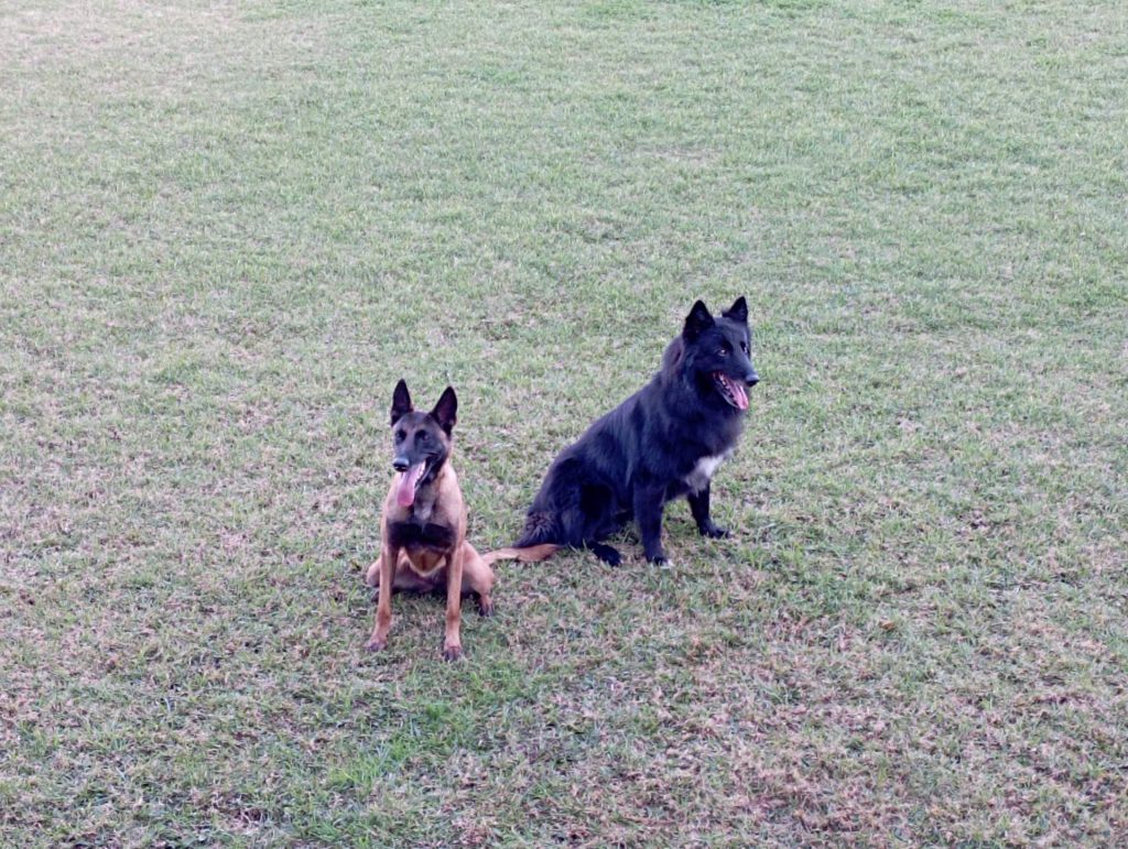 Rádio Uirapuru conhece o dia-a-dia dos cães farejadores dos bombeiros em Passo Fundo