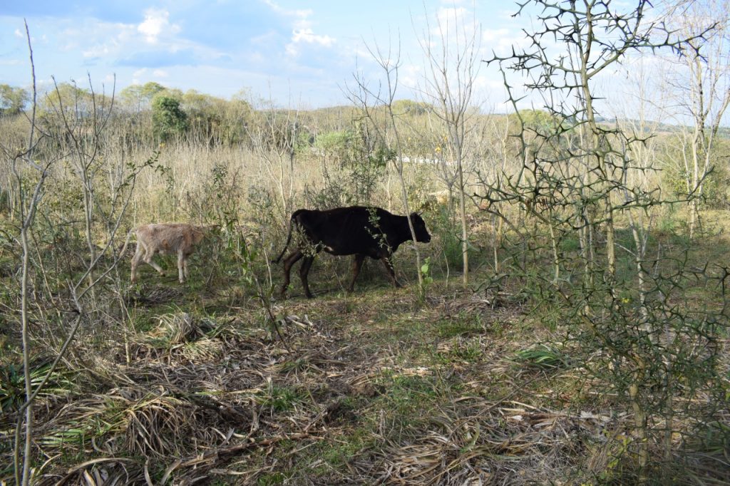 3° Batalhão Ambiental flagra bovinos em situação de maus tratos em Jacutinga