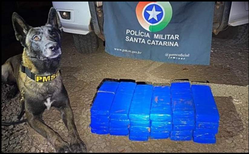 Cão farejador encontra mais de 20kg de drogas dentro de ônibus que viria para Passo Fundo