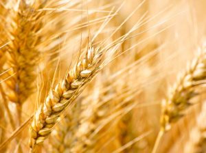 Geada fora de época pode prejudicar lavouras no Estado, avalia engenheira agrônoma