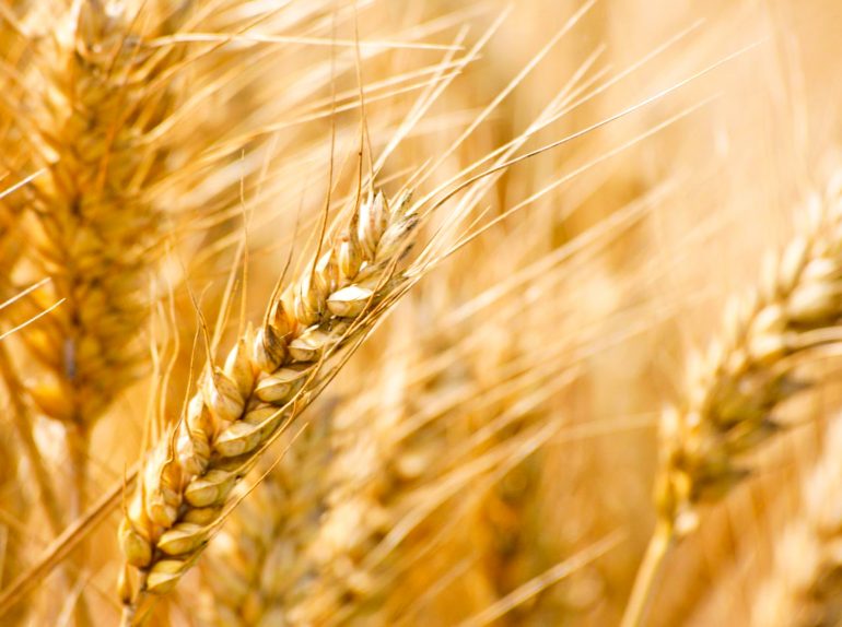 Geada fora de época pode prejudicar lavouras no Estado, avalia engenheira agrônoma