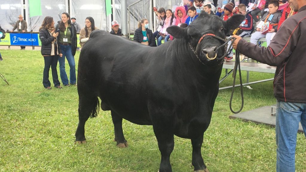 Qualidade da carne da raça Angus faz com que a genética seja a mais utilizada no Brasil