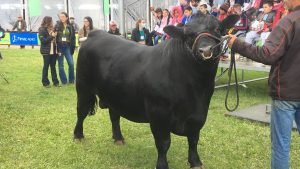 Qualidade da carne da raça Angus faz com que a genética seja a mais utilizada no Brasil
