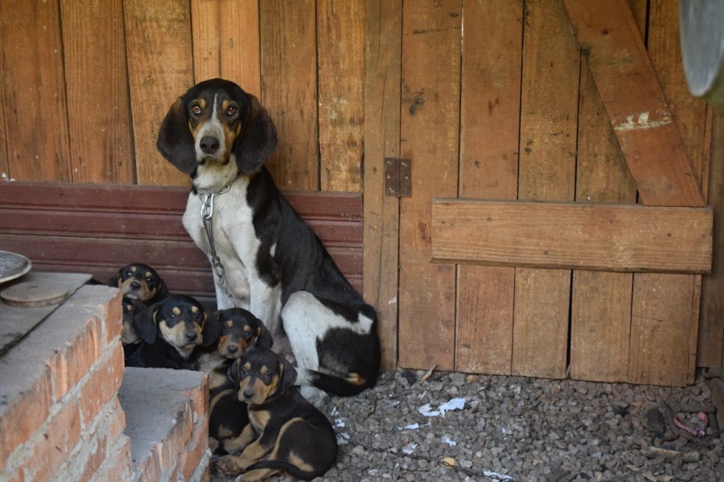 Mais de 80 cães são localizados em situação de maus-tratos em Barão do Cotegipe