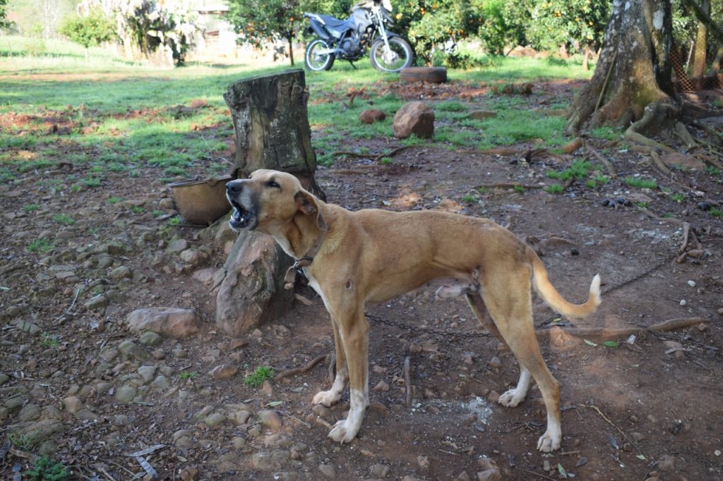 Mais de 80 cães são localizados em situação de maus-tratos em Barão do Cotegipe
