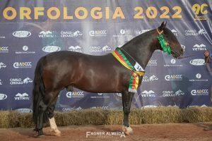 Cavalos campeões da Expointer levam vida de verdadeiros atletas, revela jurado do Freio de Ouro