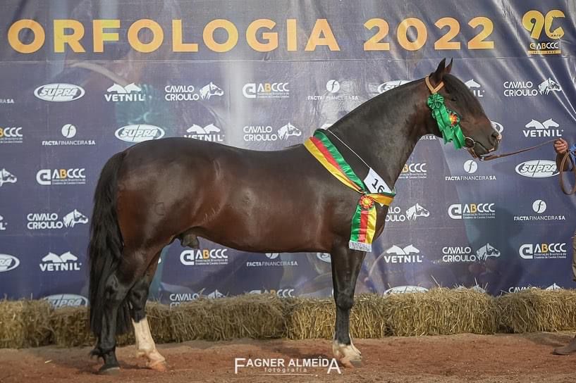 Cavalos campeões da Expointer levam vida de verdadeiros atletas, revela jurado do Freio de Ouro