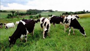 Produtores tem até o dia 31 de outubro para realizar a declaração anual de rebanho