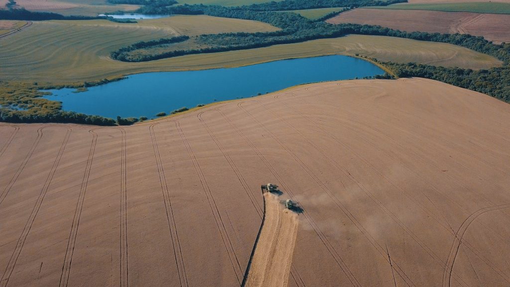 Dia do Trigo: cultura ganha protagonismo no agronegócio brasileiro