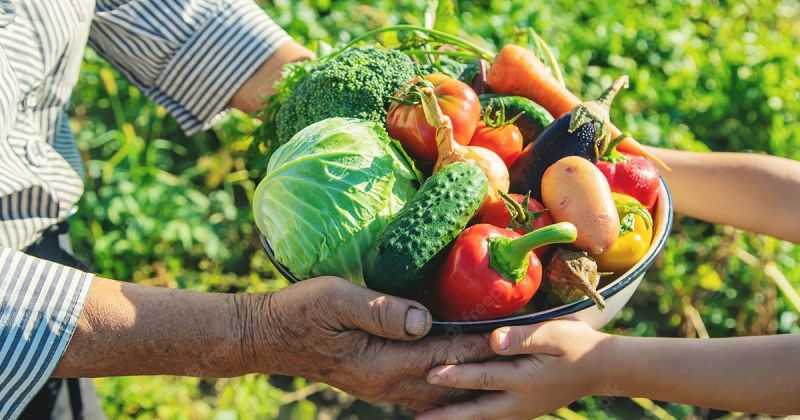 Agricultura familiar de Passo Fundo produz apenas 8% do alimento consumido na merenda escolar