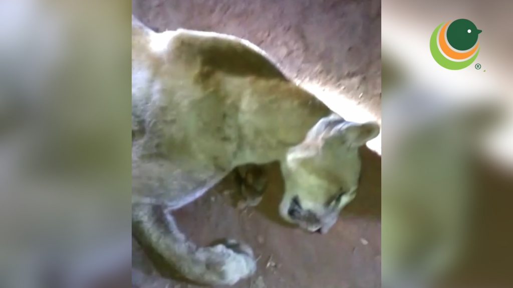 Batalhão Ambiental investiga suposta morte de onça no interior de Passo Fundo
