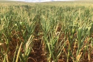 Região de Passo Fundo registra perdas no milho e estiagem preocupa setor agrícola
