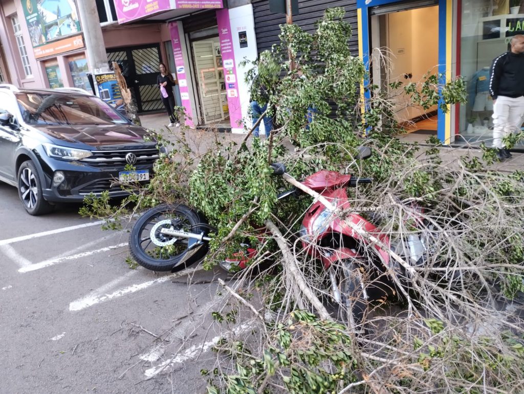 Arvore quebra e cai sobre veículos no Centro de Passo Fundo