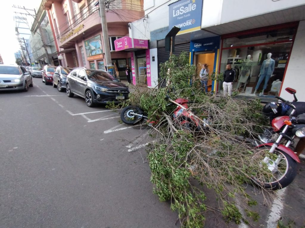 Arvore quebra e cai sobre veículos no Centro de Passo Fundo