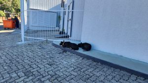 Pitbull ataca criança em Passo Fundo